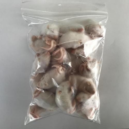 国産冷凍ファジーマウス　25匹
