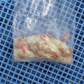 冷凍ヒヨコ 冷凍ひよこ　袋詰め（１０羽入り）の販売情報イメージ1